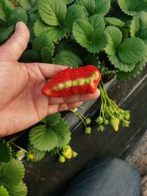 国产草莓精品国产AV片国产