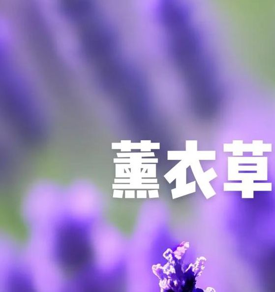 薰衣草实验研究所入口在线观看