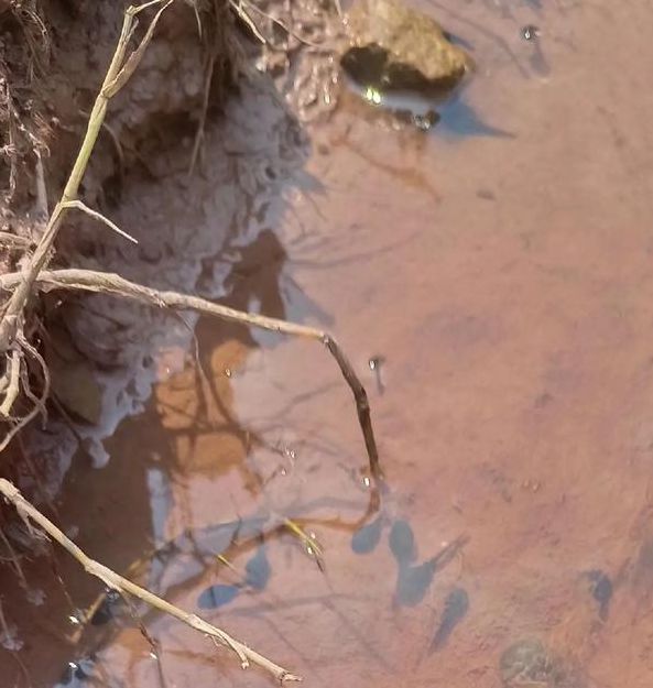 小蝌蚪视频(免费下载)