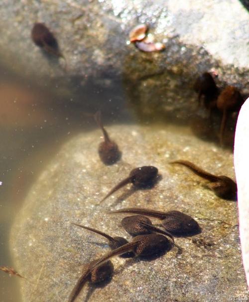 小蝌蚪视频(免费下载)