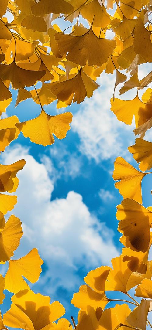 银杏短视频无限观看