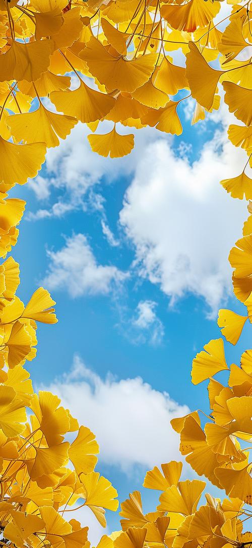 银杏短视频无限观看