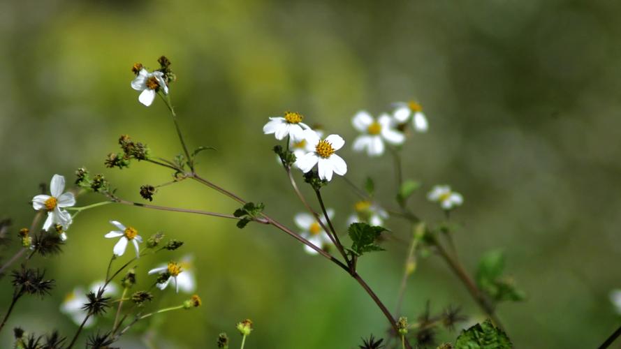 野花视频1.3.2安卓版