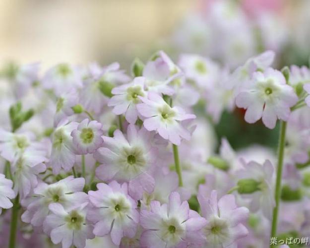 樱花草在线www免费观看视频