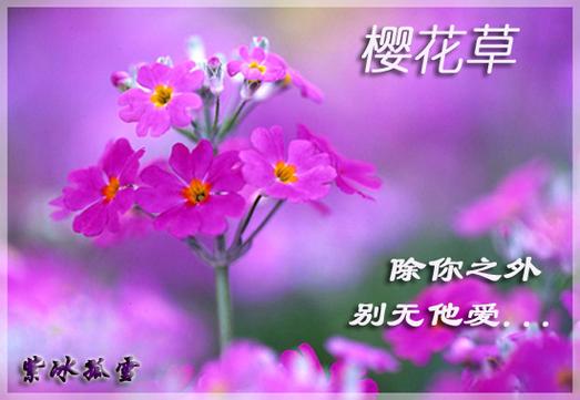 樱花草在线www免费观看视频