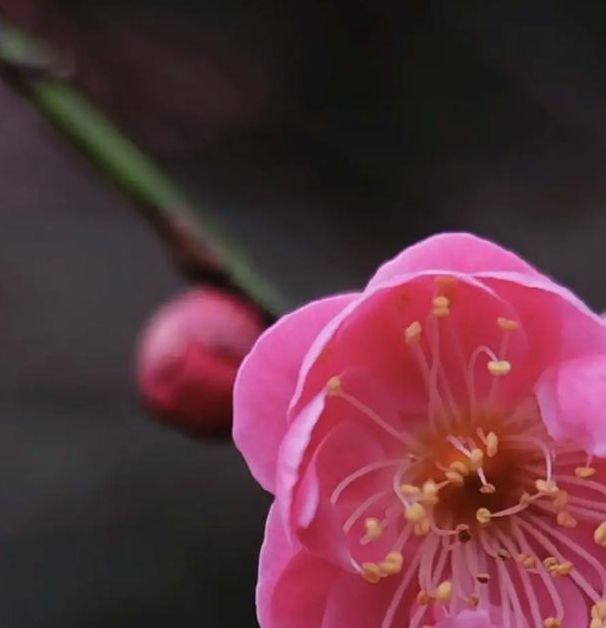 梅花视频【超解锁vip以及付费视频】.apk下载