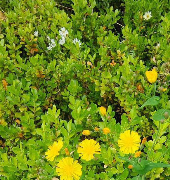 野花社区视频手机版