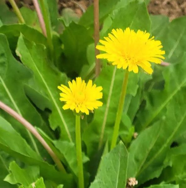 野花社区视频手机版