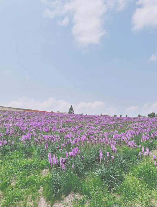 日本薰衣草实验研究所直接进入