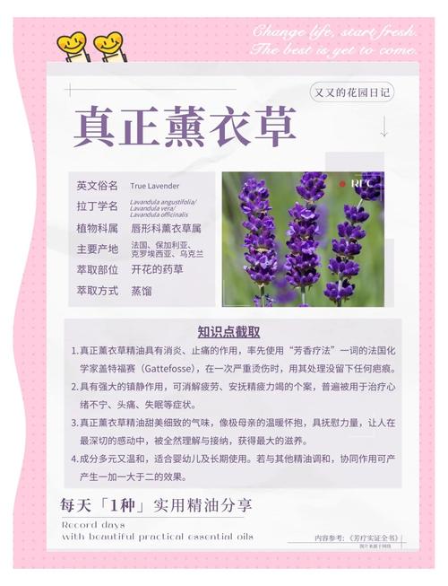 日本薰衣草实验研究所直接进入