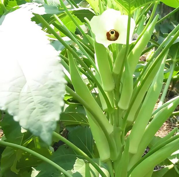 qksp.ⅴip秋葵下载苹果