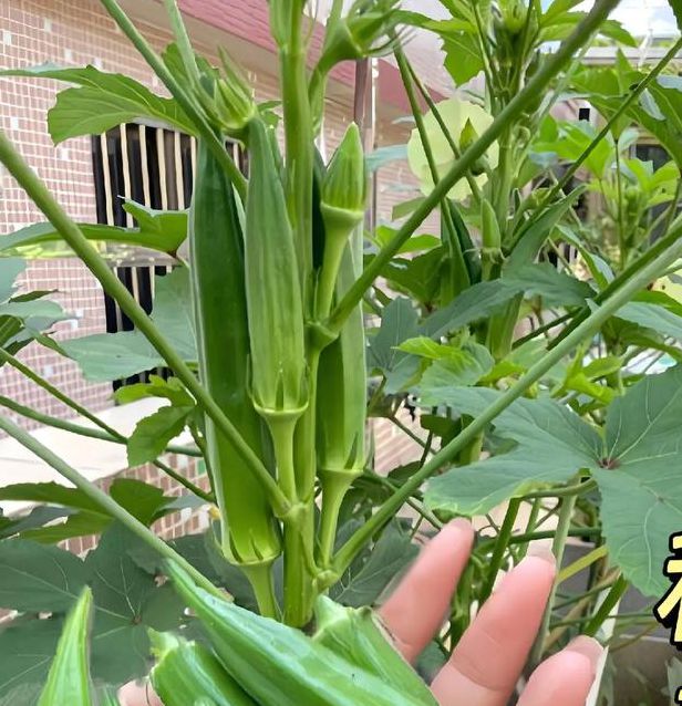 qksp.ⅴip秋葵下载苹果