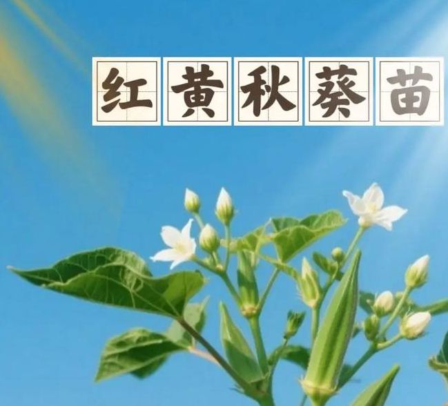 qksp.ⅴip秋葵下载苹果