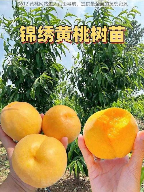 9612黄桃网站