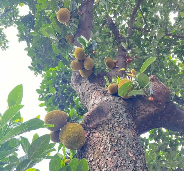 猫咪菠萝蜜草莓视频绿巨人