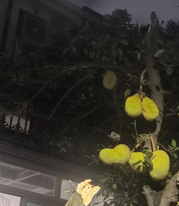 猫咪菠萝蜜草莓视频绿巨人