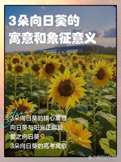 xrk1_3_0ark向日葵下载