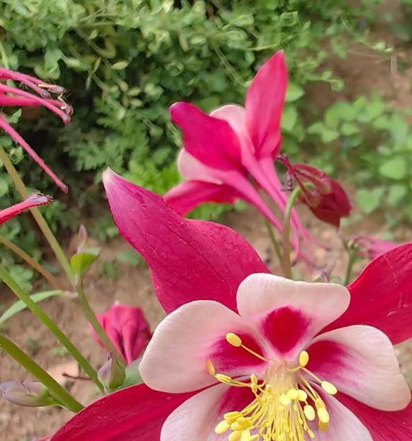 花季3.101最新版