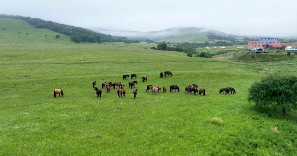 青春草原精品视频在线观看