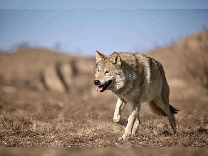 灰狼视频免费下载安卓