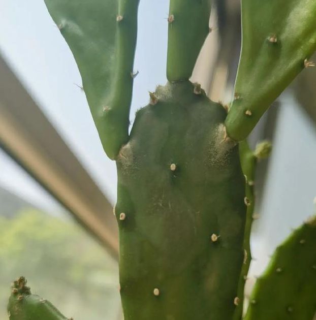 仙人掌视频嘿呦嘿呦app