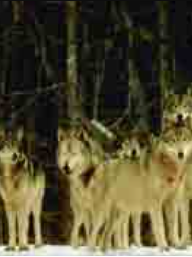 狼群免费观看视频影院