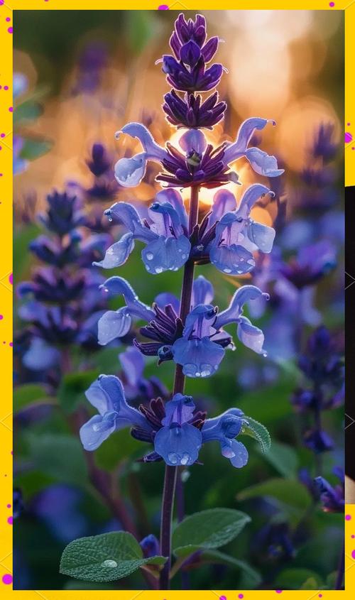 爱的迷迭香国语版