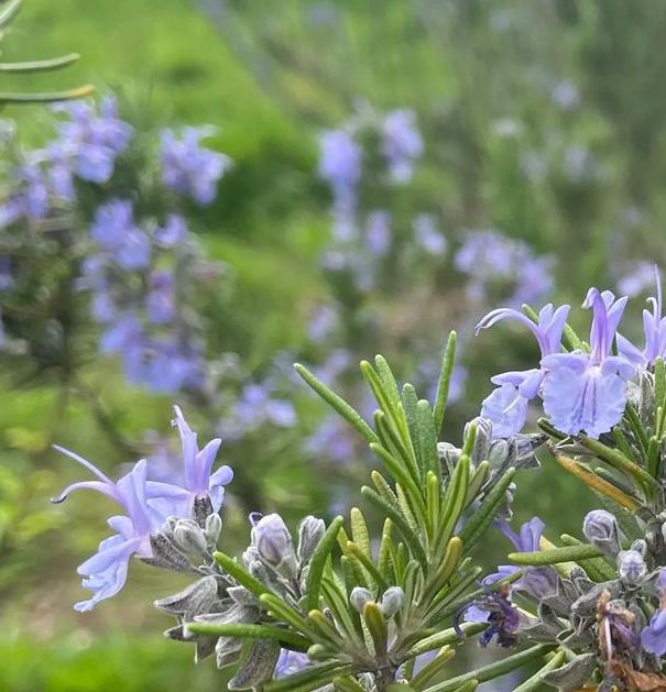 爱的迷迭香国语版