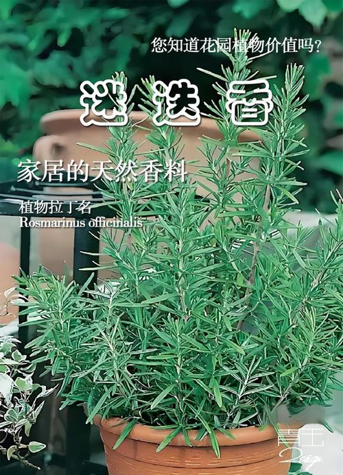 爱的迷迭香国语版