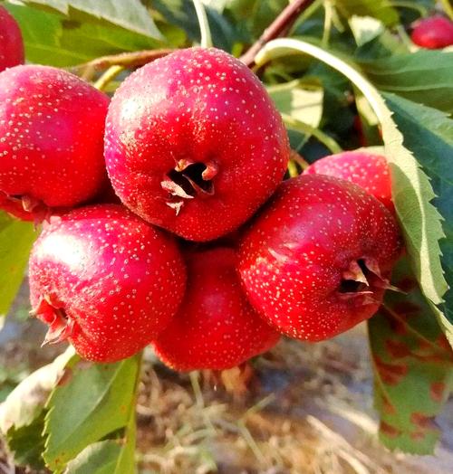 山楂视频在线播放