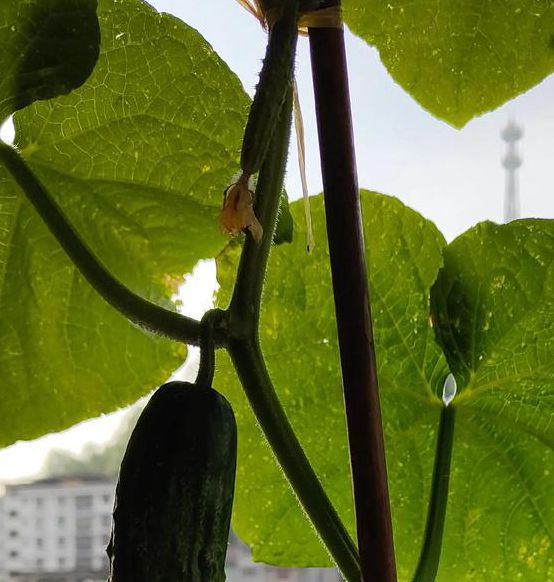 丝瓜黄瓜草莓香蕉鸭脖向日葵下载