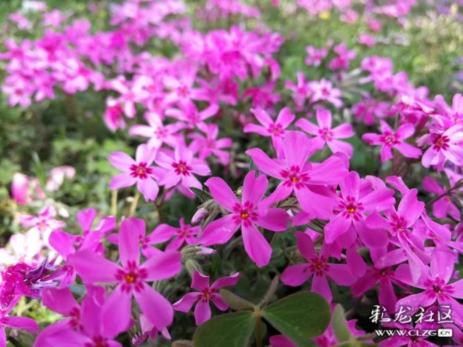 野花社区观看免费观看视频6