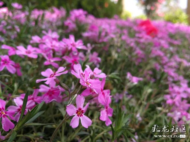 野花社区观看免费观看视频6