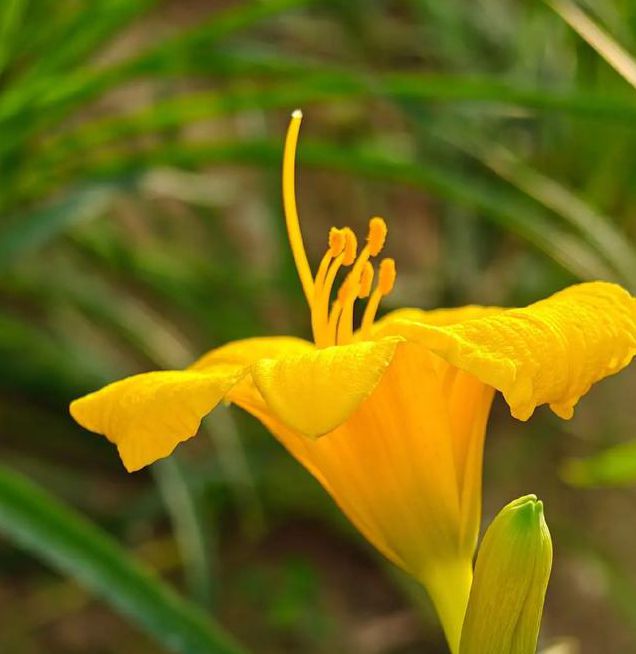 忘忧草视频在线观看视频