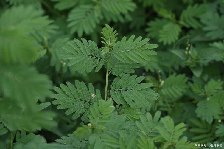 含羞草成实验所