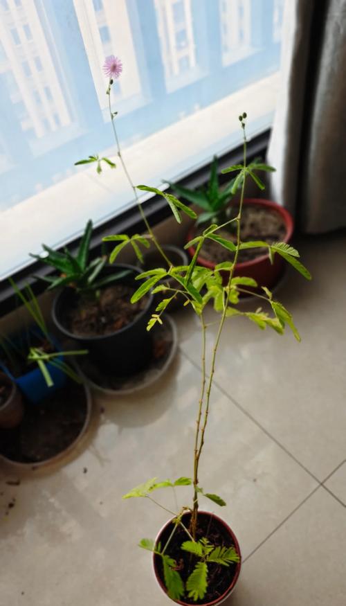 含羞草成实验所