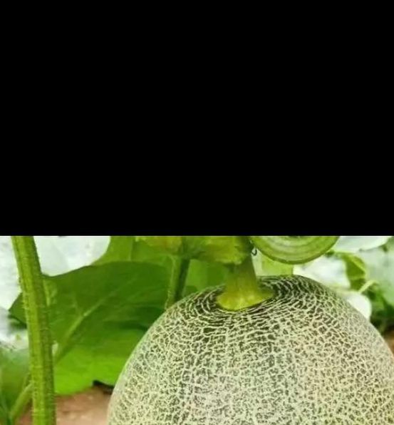 哈密瓜视频app懂你更多