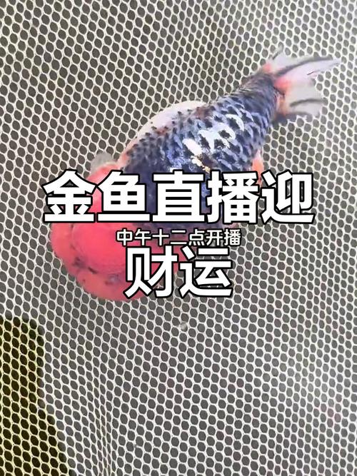 金鱼直播1.0.5安卓版