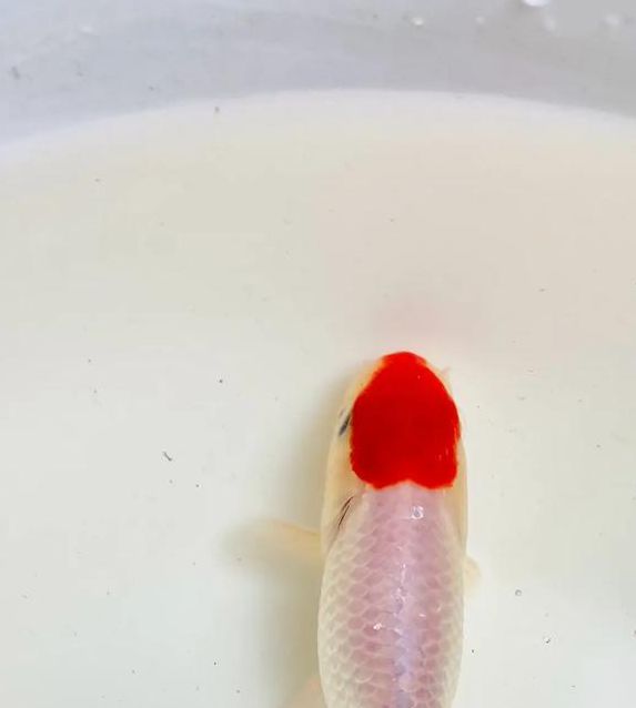 金鱼直播1.0.5安卓版