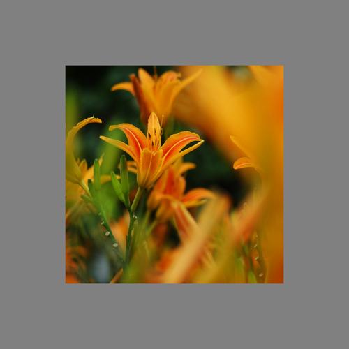 忘忧草在线社区www日本