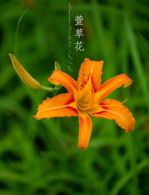 忘忧草在线社区www日本