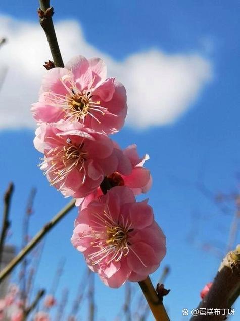 梅花视频一天看三次