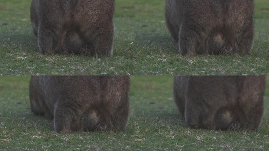 袋熊视频无限制下载