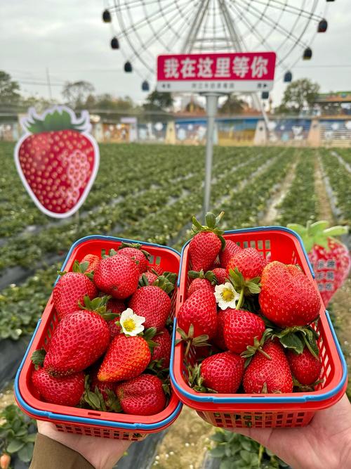 草莓大秀不封号