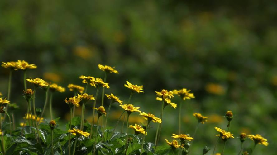 野花视频大全高清版