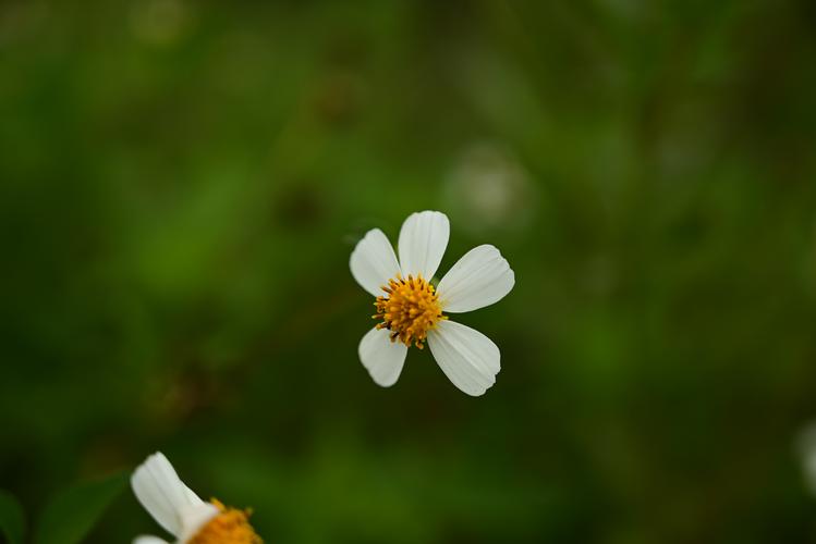 野花视频大全高清版