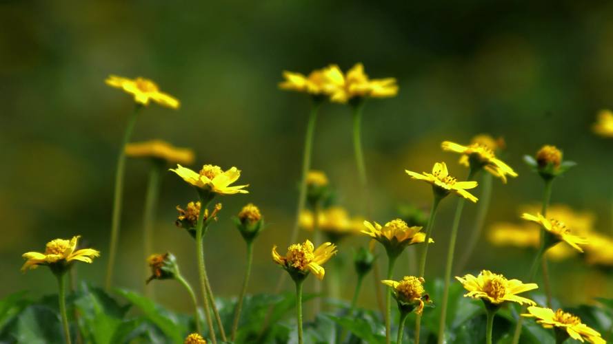 野花视频大全高清版