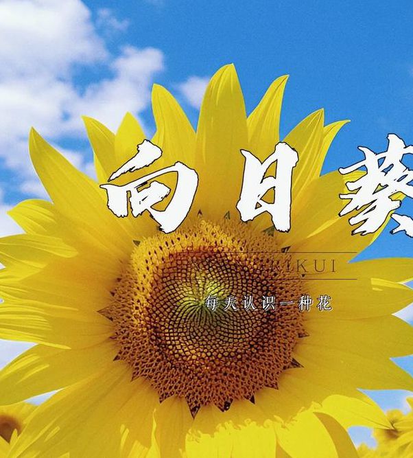 向日葵贵妃视频ios