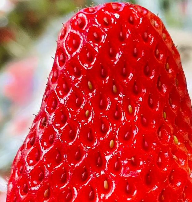 幸福宝草莓榴莲深夜释放自己免费