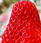 幸福宝草莓榴莲深夜释放自己免费